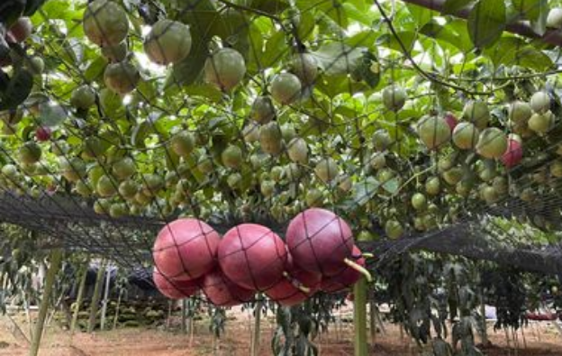 vegetable-farmers-10-3