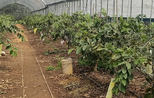 vegetable-farmers-12-1