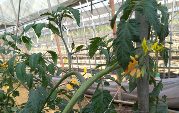 vegetable-farmers-12-2
