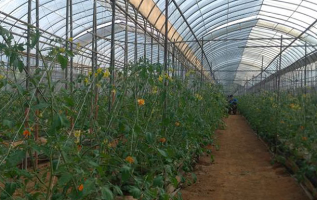 vegetable-farmers-12-3