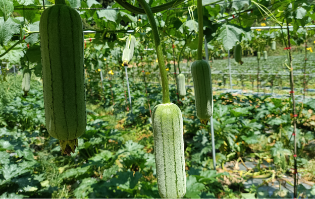 vegetable-farmers-2-2