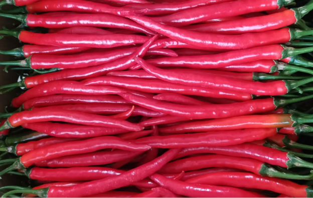 vegetable-farmers-2-3