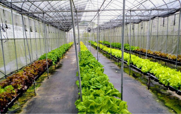 vegetable-farmers-3-1