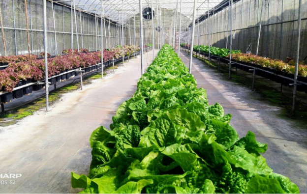vegetable-farmers-3-2
