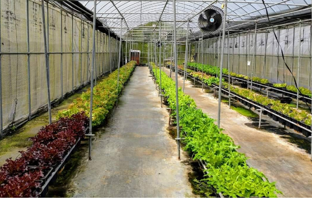 vegetable-farmers-3-3