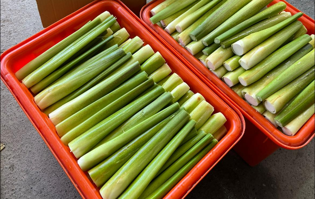 vegetable-farmers-6-2