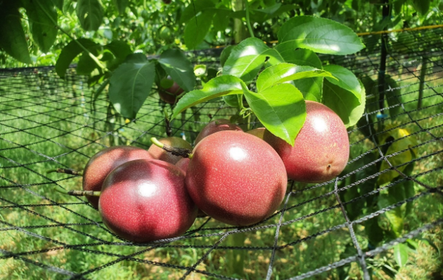 vegetable-farmers-7-2