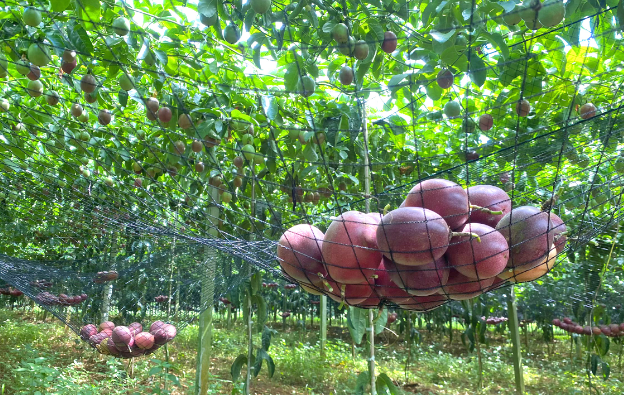 vegetable-farmers-8-1